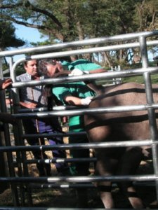 Z GANADO 00  CAMPO ESPAMICA